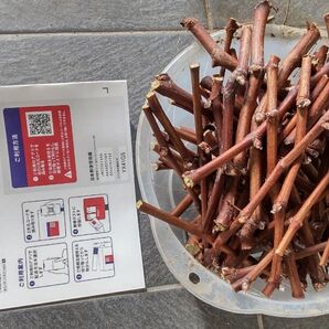 ブドウ 葡萄(巨峰) 挿し木