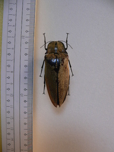 B124 大型コメツキムシ類　マレーシア・カメロンハイランド産　昆虫　甲虫　コメツキムシ　標本