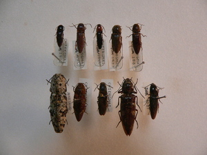 A53 コメツキムシ類10頭　タイ北部チェンマイ産　昆虫　甲虫　コメツキムシ　標本