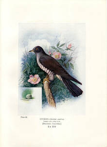 1910年 Britain's Birds and Their Nests カッコウ科 カッコウ属 カッコウ Cuckoo 卵 巣 博物画