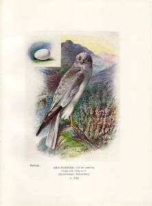 1910年 Britain's Birds and Their Nests タカ科 チュウヒ属 ハイイロチュウヒ Hen Harrier 卵 巣 博物画