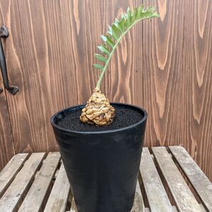 決算創業祭セール エンセファラルトス ホリダス 国内フラッシュ 短葉