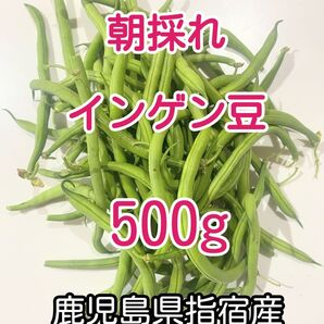 【訳あり】朝採れ つる無し丸インゲン500g 鹿児島県指宿産