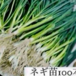 福岡県産 ネギ苗100本