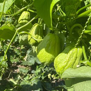 ハヤトウリミン専用