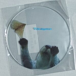 【クーポン使用可】鳥羽水族館 メイちゃん イカ耳ジャンプ コースター 新品