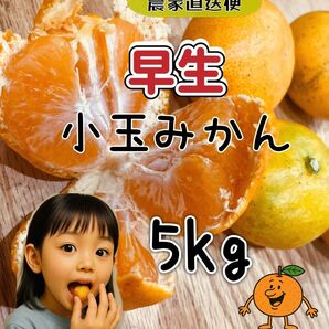 熊本県産 農家直送便 早生 小玉みかん 5kg 村上農園