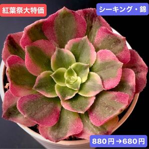 紅葉祭大特価★新入荷★韓国苗★シーキング・錦★可愛い紅葉大苗★超美苗★多肉植物★ アエオニウム