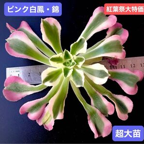 紅葉祭大特価★新入荷★韓国苗★ピンク白鳳・錦★可愛い紅葉超大苗★超美苗★多肉植物★アエオニウム