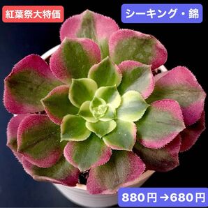 紅葉祭大特価★新入荷★韓国苗★シーキング・錦★可愛い紅葉大苗★超美苗★多肉植物★ アエオニウム