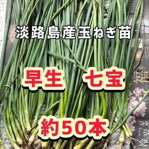 淡路島産玉ねぎ苗 早生 七宝 約50本