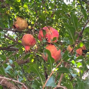 山梨県産 ザクロ 国産 無農薬