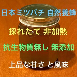 日本ミツバチ 自然養蜂 採れたて 非加熱 無添加 蜂蜜 上品な甘さ