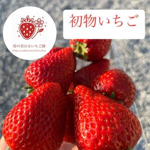 栃木県産とちあいか 初物いちご 苺の実はるいちご園 【20個限定】 (農家直送品) Yahoo!フリマ用 詐欺に注意『残り13個』