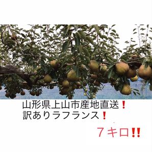 7 山形県産・産地直送!訳ありラフランス7キロ