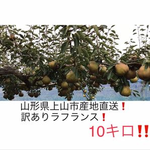 10 山形県産地直送!訳ありラフランス10キロ