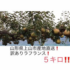 5 山形県産・産地直送!訳ありラフランス5キロ