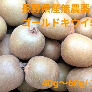 長野県産ゴールドキウイ 無農薬 5kg
