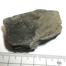 三葉虫・エオレドリキア・６１g（中国産化石標本）_画像5