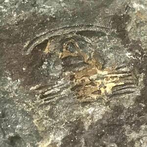 三葉虫・２４g（中国産化石標本）
