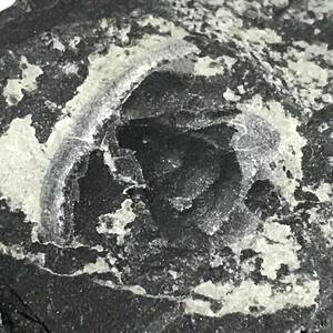 三葉虫・７７g（中国産化石標本）