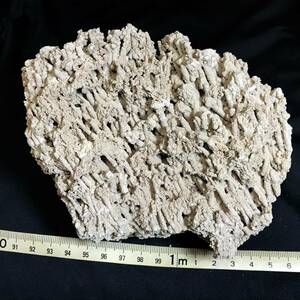 麦藁の化石・558g（中国産化石標本）