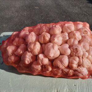 長野県産 自然栽培 ニンニク 4kg