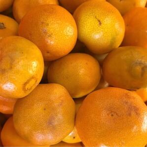 本日1ケース!説明文をよく読んで下さい!※翌日受け取りできる方限定ジュース用 極早生みかん サイズ混合 箱込み10kg