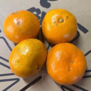 本日1ケース☆説明文をよく読んで下さい!※翌日受け取りできる方限定ジュース用 有田みかん サイズ混合 箱込み10kg