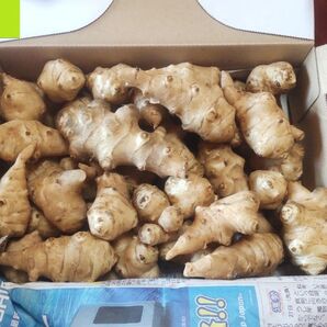 #25-10菊芋(きくいも)1.2kg+α 掘りたて洗浄後発送