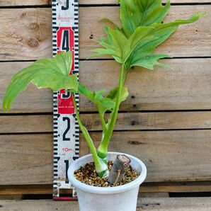 フィロデンドロン ワルセウィッチー グリーン Philodendron Warscewiczii ワルセウィグジー