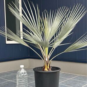 『SALE』ブラヘアアルマータ 極太株 幹幅11センチ