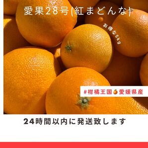 大丈夫 家庭用 【愛果28号 紅まどんな】5kg
