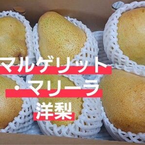 洋梨 マルゲリット・マリーラ 福島県産 家庭用 果物 6玉 全国送料無料