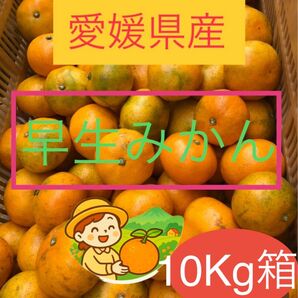 早生みかん 10Kg 温州みかん 愛媛県産 農家直送 低農薬