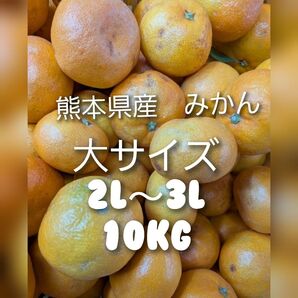 熊本県産 みかん 大サイズ2L~3L 箱込10キロ 家庭用