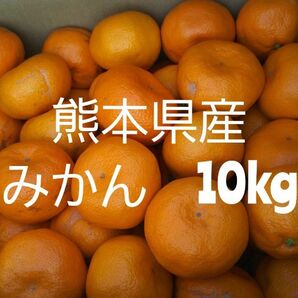 熊本県産 みかん 小〜大サイズ混載箱込10キロ 家庭用