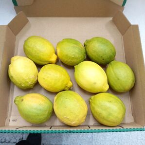 愛媛産 国産レモン