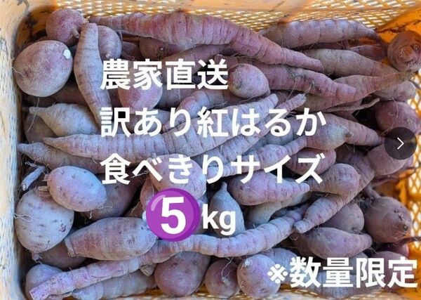 訳あり紅はるか 箱込み約5kg