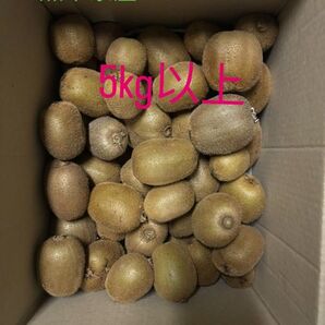 熊本県産キウイフルーツ 5kg