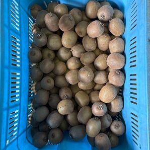 熊本県産キウイフルーツ 10kg