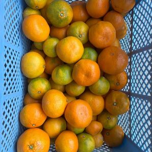 熊本県産 早生みかん 10kg