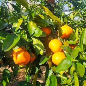 和歌山県産 みかん 訳あり含む 大きさいろいろ 美味しい 化学肥料不使用 低農薬 ご自宅用に是非 3.5kg 約35個