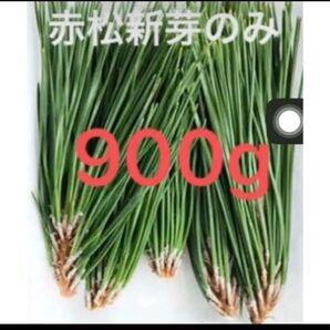 完全無農薬松の葉 野菜 松葉茶 枝付き赤松葉 900野菜 岡山県産 即日発送 即購入可能