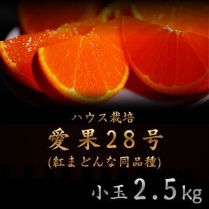 【愛果28号】 小玉 約2.5kg Mサイズ以下混合 紅まどんな 同品種 あいか 愛媛 柑橘 みかん 家庭用 訳あり 紅マドンナ