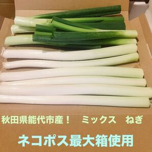 秋田県能代市産! 長ネギ カット