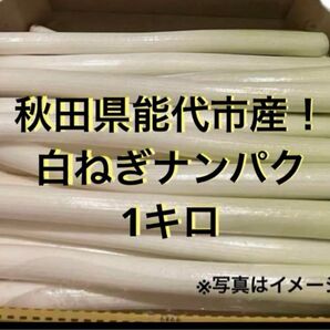 秋田県能代市産! 白ねぎ 1キロ