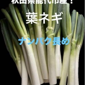 秋田県能代市産! 葉ネギ ナンパク長め