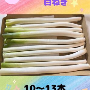 秋田県能代市産! 白ねぎ
