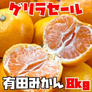和歌山県産 有田みかん 箱込み8kg